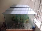 Aquarium tank with stone oxygen machine