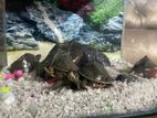 Aquarium with 4turtles