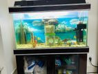 Aquarium with Accessories & Fish