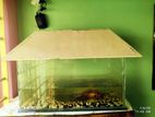 Aquarium with Fish And Air Pump