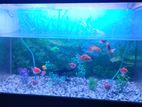 Aquarium with fish & full setup (Big size)