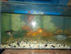 Aquarium with Fish