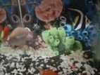 Aquarium with Fish For Sale
