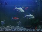 aquarium with fishes for sell