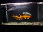Aquarium with koi carp fish