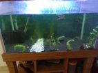 Aquarium with Planted Soil Including Live Plants Hornwort