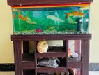 Aquarium with rack for sell