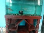 Aquarium(2.5 Ft) Full Setup For Sell