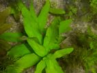 Aquatic plant