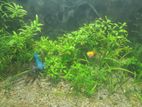 aquatic plants for fish tank