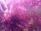 Aquatic plants