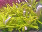 Aquatic Plants