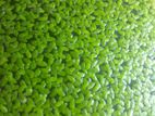 Aquerium Live Plant For Sell Cheap Real Plants