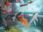 Aquiriam Fish for sell