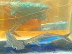 Aquiriam Fish