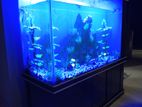 Aquirium premium