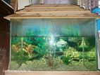 Aquarium box