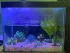 Aquriam with fish for sale