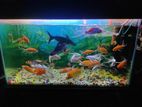 Aquriam Urgent Sell