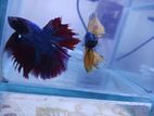 Aqurium Fish/Betta/Fighter/Guppy/Gold fish