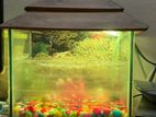 Aqurium