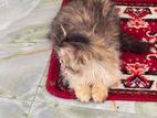 Cat for sell