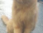 Adult persian female cat sell