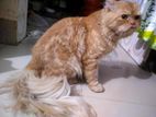 Argent sell (Persian Cat)