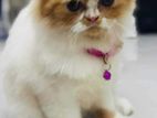 Persian cat for sell