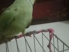 Indian Ringneck Parrot Sell