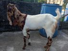 , অরিজিনাল বিটল ছাগল