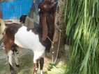 অরিজিনাল রাজস্থানী তোতাপুরি