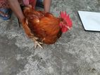 অরিজিনাল টাইগার মুরগি