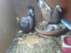 Pigeon for sell