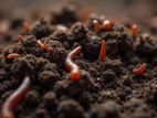 অরজিনাল ভার্মি কম্পোস্ট প্রতি কেজি ১৩ টাকা ( ৫০ প্যাক )