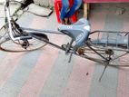অরজিনাল চায়না ফনিক্স