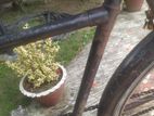 Bicycle for sell