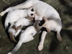 অরজিনাল দেশি বিড়াল