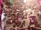 অরজিনাল জাপানি কোয়েল পাখি