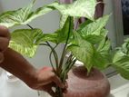 Arrowhead Plant