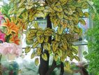 Artificial Tree
