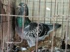 অসাধারণ একটি মাক্সি রেসার নর হাতবদল হবে।