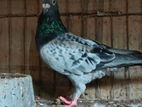 Bird For Sale