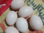 কিছু আসিল মুরগীর বিজ ডিম