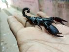 Asian forest scorpion