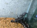 Asian Rain Forest Scorpion