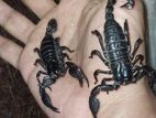 Asian Scorpion Semi Adult Pair