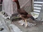 অসিল ইন্ডিয়ান লাইনের একটি ভাল মানের ফিমেল