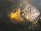 অস্কার মাছ (Oscar Fish)