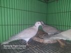 Australian dove gray color